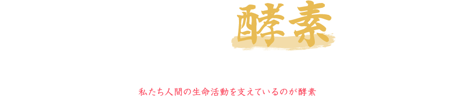 そんな最近話題の酵素ってなに？ 酵素は食べたものを消化吸収するだけではなく、呼吸をしたり、手足の筋肉を動かしたりというすべての人間活動に関わっています。すなわち、私たち人間の生命活動を支えているのが酵素なのです。