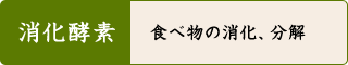 消化酵素 食べ物の消化、分解